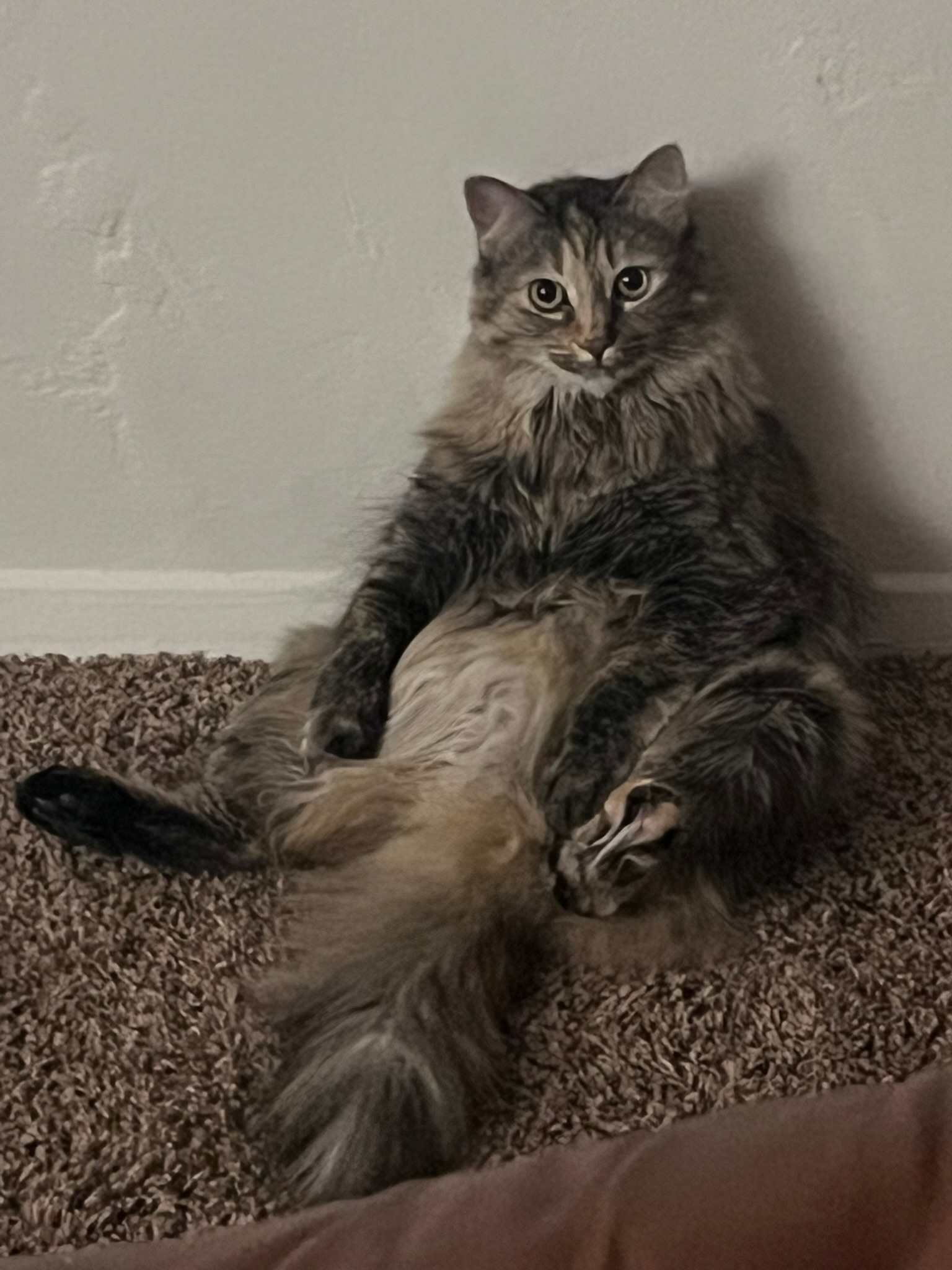 Lady Gaga the cat sitting up like a person